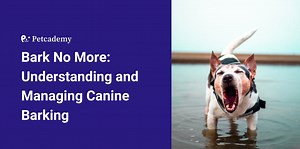 Bark No More: Understanding and Managing Canine Barking