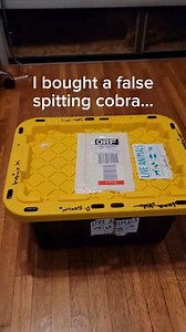 Unboxing a false cobra that plays dead #reptiles #venomoussnakes #cobra #hognosesnake #unboxing #snaketattoo #lizard #herping #colubrid #ballpythonbreeding #wildlifephotography #pythonregius #pythons #boaconstrictor #ballpythonbreeder #snakelovers #pythonsofinstagram #hognose #love #naturephotography #snakephotography #reptilephotography #petsnake #photography #cobra #snakelove #ballpythonmorph #snek #snakeofinstagram #snakesofinsta #Shorts #virals #best #fyp | Willard DEE