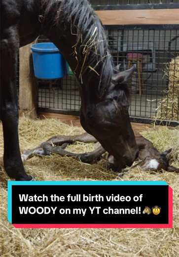 Watch the full birth video of WOODY on my YT channel!🐴🤠 | birth