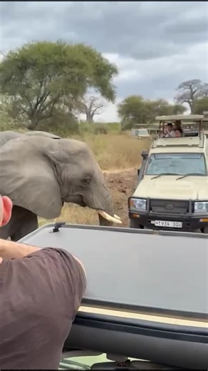 🌍 3-Day Serengeti & Ngorongoro Safari ✈ From Zanzibar to Serengeti – Ngorongoro – Back via Arusha Experience the magic of Tanzania with Nice African Adventure and Safaris Day 1: Fly from Zanzibar to Serengeti for a thrilling game drive and overnight in the wild. Day 2: Morning safari in Serengeti, then transfer to Ngorongoro for a relaxing evening. Day 3: Explore Ngorongoro Crater, enjoy a picnic by the hippo pool, then fly back to Zanzibar via Arusha. ✅ Includes: * Flights (Zanzibar ↔ Serenget