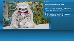 Adopt a Saint Louis Zoo Hoffman's two-toed sloth for Valentine’s Day