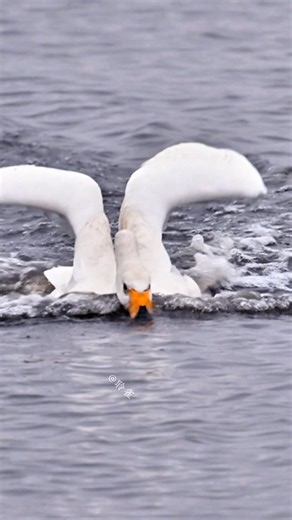 一只弯脖子天鹅急急忙忙下来喝水，这反推的感觉太解压，治愈了. #birds #滑浪風帆 #wildlife #animals