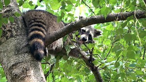 Raccoons: Close-Up Footage of Nature's Masked Mischief Makers