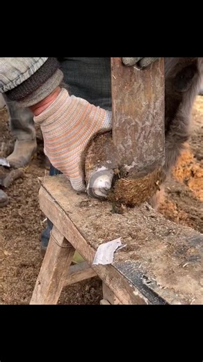 21K views · 148 reactions | Unveiling the Easygoing Rituals of Tending to Donkey Hooves in China's Idyllic Setting!  3H | Hoof Care | Facebook