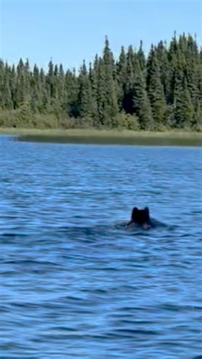Big black bear swimming by our boat | Corey's Stories