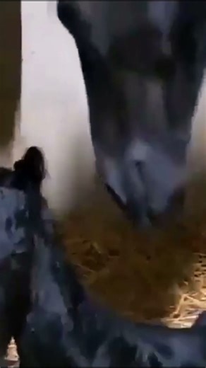 🐴😘❤️Baby Horse’s First Steps 🐴💖” #horse #sansansehorhorse #babyhorse #foal #animals