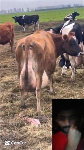 Unbelievable Jersey Cow Udder Size 😱 World’s Most Massive Udder Cow 🐮