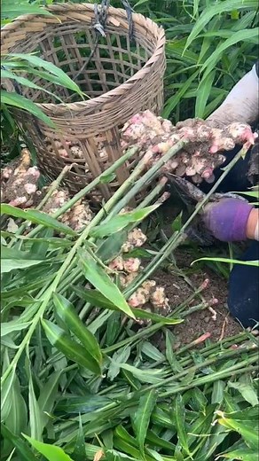 How to care zinger farming | us farming technice #shorts #agriculture #nature