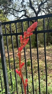 Red Yucca Seeds: Texas Native Hummingbird Plant (hesperaloe Parviflora) - Etsy