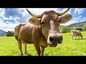 Cow Moo Sound Effect Cowmoo sound effect youtube