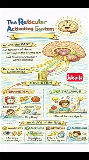Reticular Activating System Explained 👀🧠 #neurology