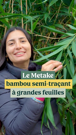 🔥BLACK FRIDAY -25% sur tout le site🔥 Ce bambou au port dressé forme rapidement un écran vert très occultant grâce à son feuillage généreux. Très résistant au froid, au vent et même à la sécheresse une fois installé, il forme un brise-vue parfait en un minimum de temps À retrouver directement sur notre site planteidf.fr ! #bambou #metake #jardin #brisevue #plantespersistantes | Les plantes d'Île de France