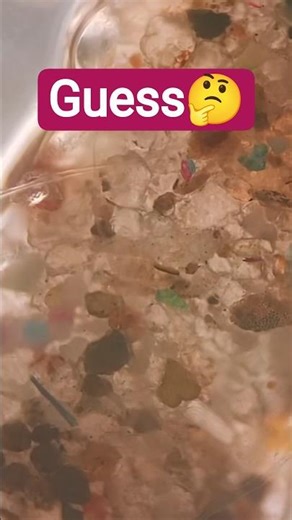 What Is This Colourful Structure? Microscope Answer #insects #yt #shorts