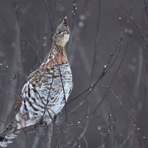 3.3K views · 144 reactions | Ruffed grouse live in the forested...