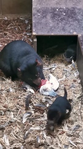 Tasmanian Devil Family Moments
