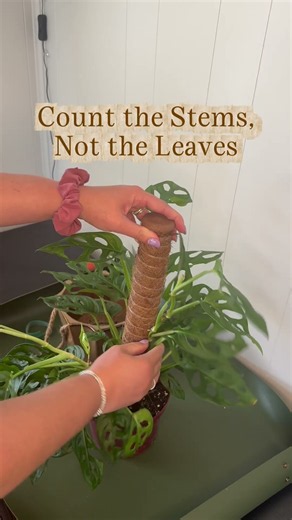 How Many Plants Are in That Pot? Unwrap It Before You Buy