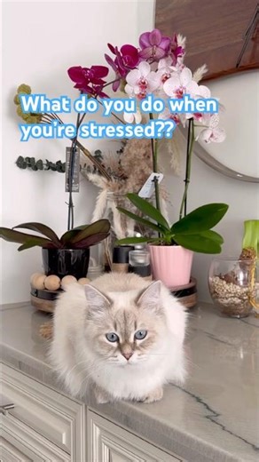 Stressed? Just ask my cat how she does it 😭 #coping #funnycat #shorts