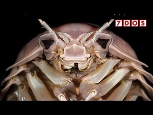 New Species of ‘Supergiant’ Deep Sea Creature Discovered