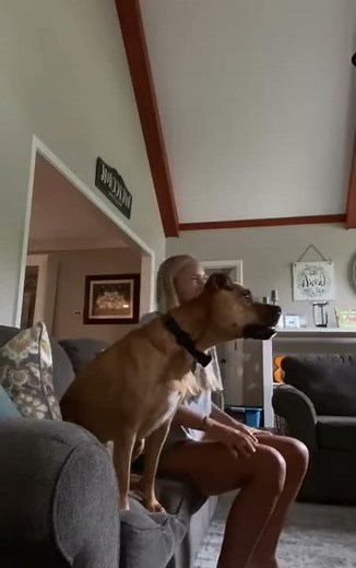 Excited Dog Hits His Neck Jumping Off The Couch