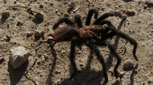 This Nevada town sees so many tarantulas that the fuzzy spider is their school mascot