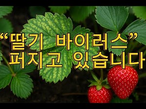 “딸기 바이러스, 이미 퍼지고 있습니다”