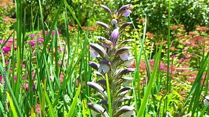 Violet carpenter bee - Xylocopa violacea, large purple bee on white flowers of Acanthus hungaricus