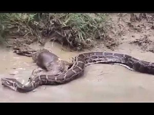 Unbelievable! 🐐 Goat Escapes Alive from Deadly Python’s Jaws 🐍😱