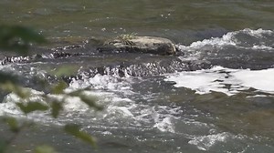 Pennsylvania DEP to increase PFAS monitoring in rivers and streams