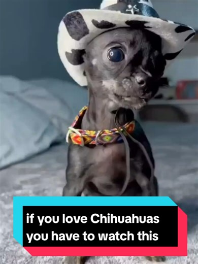 if you love Chihuahuas you have to watch this#chihuahua #chihuahuafacts #chihuahuastiktok #chihuahuas #Chihuahua of the day #animals #petsoftiktok #fypシ゚viral #pet #smalldog #dogs #petlover #petoftiktok #animallover #usa #foryoupage