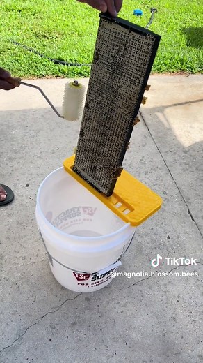 Honey Harvesting Process for Beginners