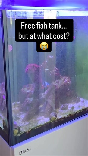 Free Fish Tank… But at What Cost? 😭