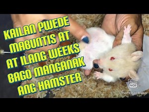 PAANO MALALAMAN KUNG BUNTIS NA ANG ALAGANG HAMSTER / ilang weeks bago manganak ang hamster
