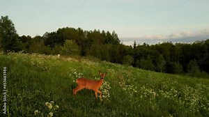 Young Doe Deer Stomping and Snorting in the wild. Wild animal looking directly to the camera. Herd of Male Red Deer Stags (cervus elaphus) at sunset in beautiful golden sun light. Located in Estonia