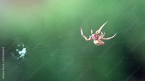 Slow Motion of Araneus diadematus weaving web. Close-up cross spider on cobweb in the garden. Making Its Web. Macro closeup of small spider weaving and making repairs to it's net.-Dan