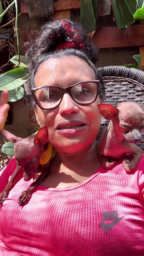 Comportamento Engraçado dos Meus Pinschers