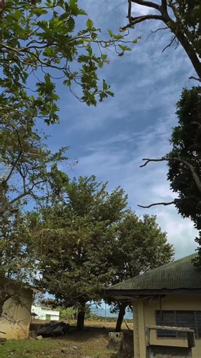 Watch 60 Seconds of Nature and Feel COMPLETELY Different 🌲 #natureshorts #relaxingnature