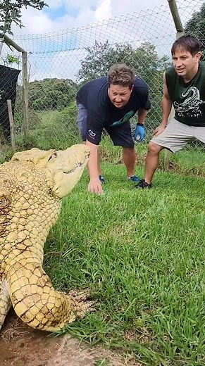 51K views · 731 reactions | Golden Crocodile!! at Dingo #crocodiles #crocs | Wild Charles | Facebook
