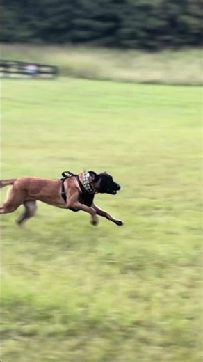 How to train a Belgian Malinois | Banshee