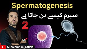 550K views · 17K reactions | آؤ، آپ کو ایک عظیم شاہکار کی طرف لے جاؤں کہ انسان کے اندر sperm کیسے بن جاتا ہے، اس پورے کارخانے کی سیر آپ کے لیے ضروری ہے۔ The entire process of spermatogenesis and the inside view of male reproductive system #sunoibrahim #education #biomedical | Suno Ibrahim | Facebook
