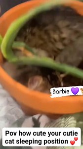 122K views · 3.7K reactions | That's cute overload 殺 Sleeping beauty cutie cats  #barbiecatlover #cat #catlover #petlovers #kitten | Barbie Nathazha | Facebook
