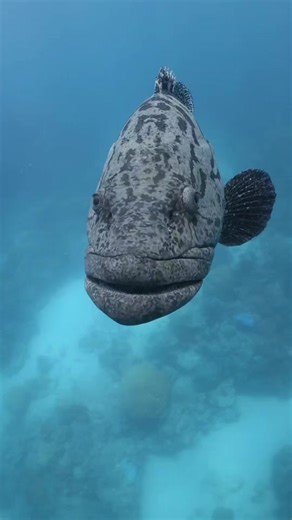 22K views · 815 reactions | Intense stares from the spotted Potato...