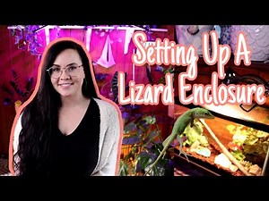 GREEN ANOLE BASIC ENCLOSURE SETUP