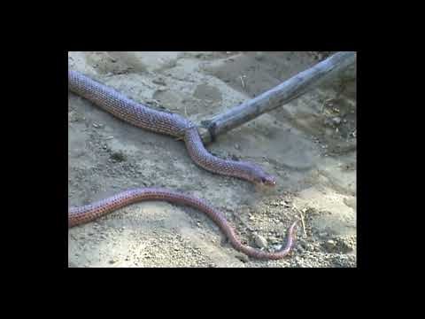 Fire Racer Snake (Dolichophis schmidti) — Harmless Guardian of Nature