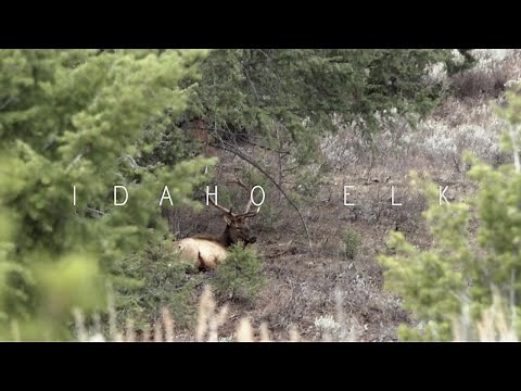 Idaho Muzzleloader Elk Hunt Episode 1 - The Shot