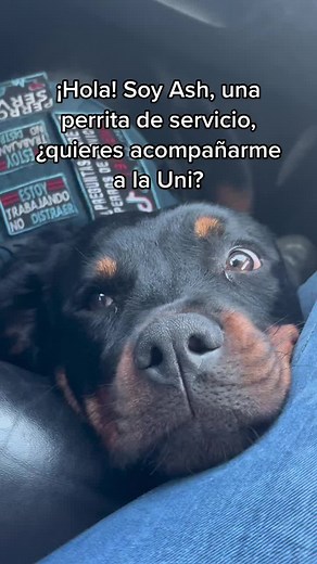 Meet Ash: The Remarkable Rottweiler Service Dog