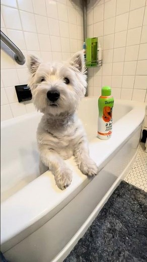 TropiClean 2-in-1 Dog Shampoo Review: Does The Scent Actually Last?