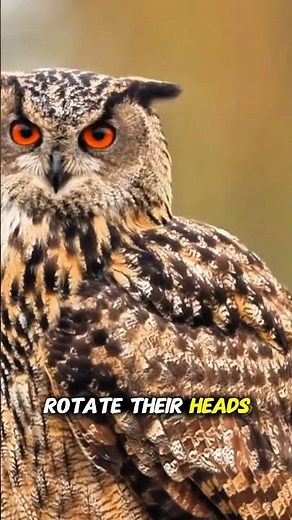 Why Owls Hunt in Total Silence 🦉 | Mind-Blowing Owl Facts