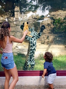 Like most 2 year olds, Frida the jaguar is VERY into stuffed animals! 😹😹😹 UPDATE: What are you seeing? This is a spontaneous moment of a child and jaguar making a connection. The stuffed animal in the video is likely functioning as a form of visual enrichment to Frida, allowing her to display her natural predatory behaviors that she would be learning at her young age. Visual enrichment is among the wide variety of different enrichment types we use (scent-based, object-based, sound-based) to s