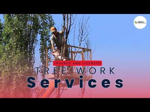 Tree Trimming Service Provider in Aurora IL | Ducks Tree And Stump Service