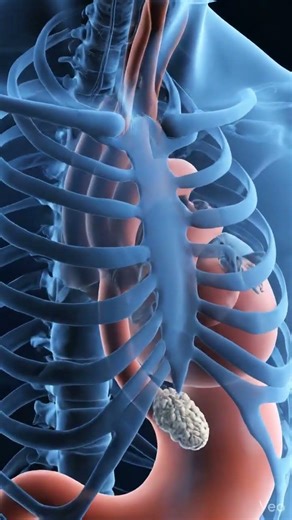 Brazil Nut Gets Destroyed by Stomach Acid #digestion #science